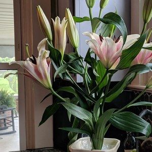 Meet your Posher, Diana